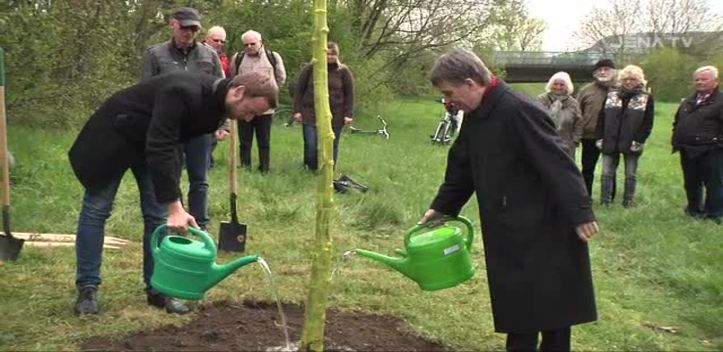 Pflanzung: An der Wiesenbrücke steht eine Winterlinde als „Baum des Jahres“