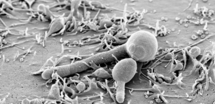 Erstes Pilzgift bei Candida albicans entdeckt
