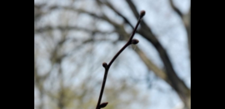 Preise: Novalis und Blütenstaub