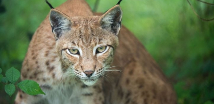 Fachtagung zum Luchs