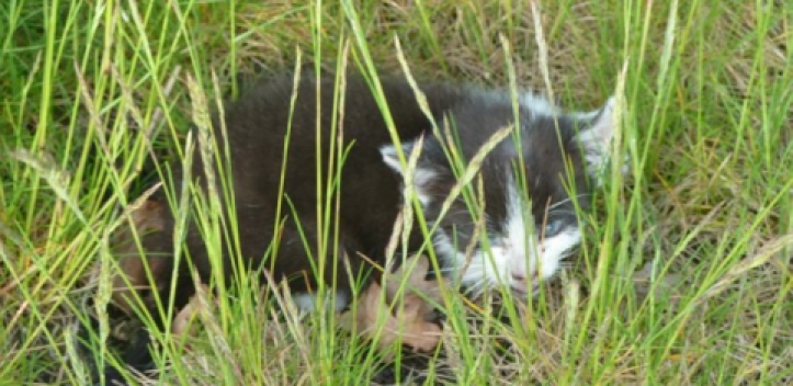 Mai-Kätzchen auf A 9 gerettet 