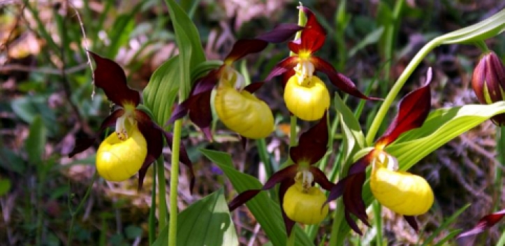 Orchideenfest im Leutratal 