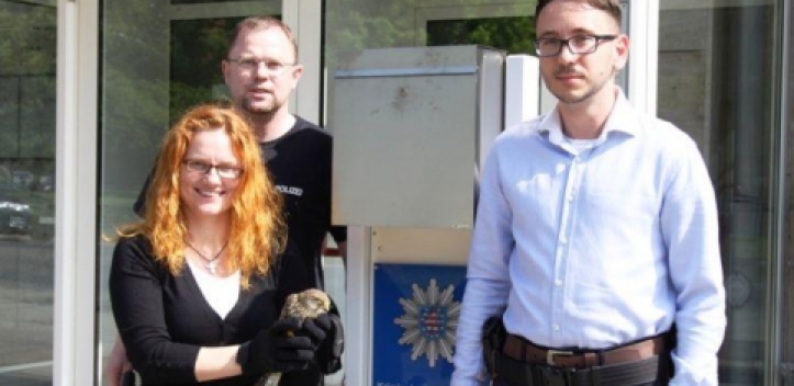 Junger Turmfalke durch Kripo-Beamte gerettet