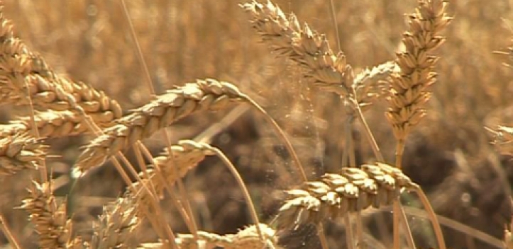 Tag des offenen Versuchsfeldes in Dornburg