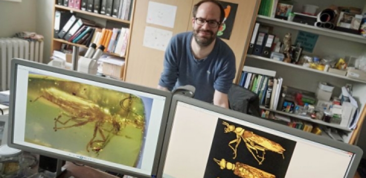 „Alien“ im Bernstein