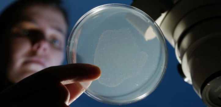 Wurm ist gefragtes Modell