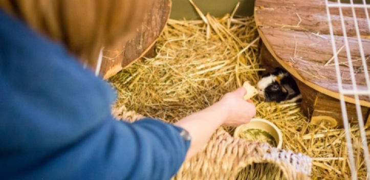 Tierheim Jena sucht Bewerber für Bundesfreiwilligendienst