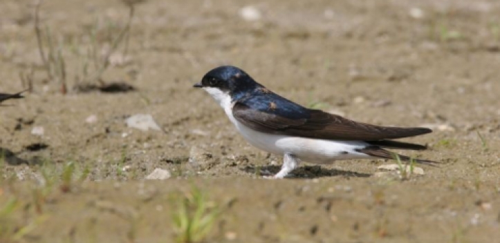 Weniger Mehlschwalben und Mauersegler