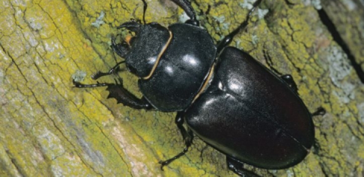 Aufruf zur Hirschkäfersuche in Thüringen 