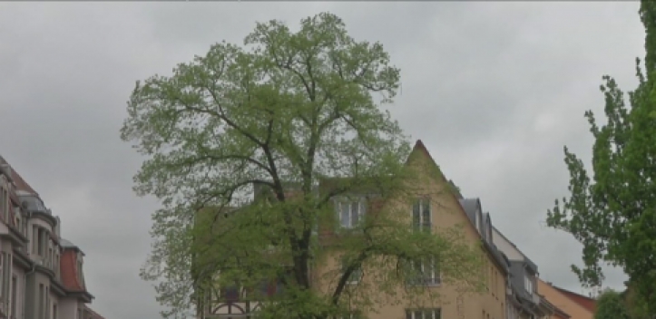 Linde am Johannisplatz wird gefällt