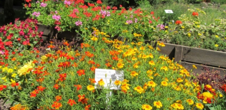 Pflanzenspende für Botanischen Garten und Museum für Naturkunde 