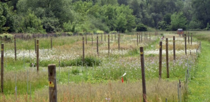 Saale-Aue: Tag der offenen „Garten“-Tür