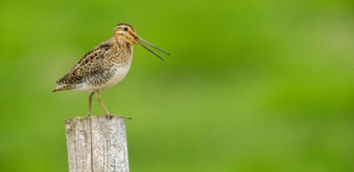 NABU-Projekt: Frosch- und Vogelweiden etablieren