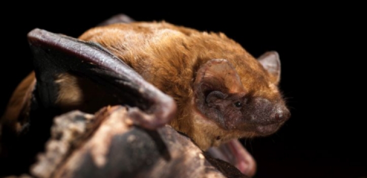 Fledermausnacht in Jena