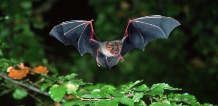 Fledermaus-Wanderung durch Jena