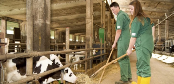 Volksbank-Lehrlinge auf dem Bauernhof