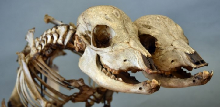 Jubiläum: 200 Jahre Thierarzneykunst in Jena