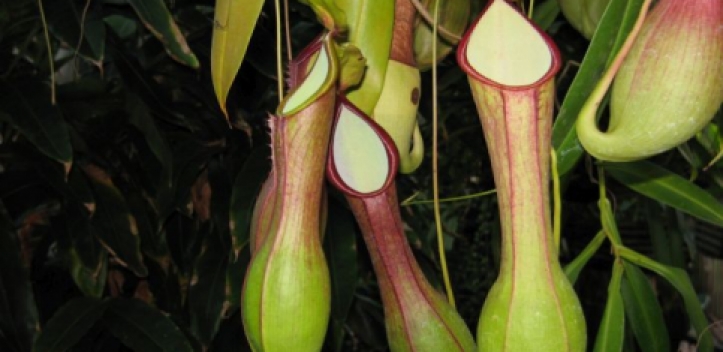 Börse „Fleischfressende Pflanzen“ 