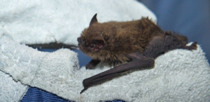 Großes Besucherinteresse bei 17. Jenaer Nacht der Fledermäuse