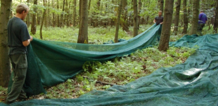 Thüringer Förster erwarten Rekordernte bei der Buche