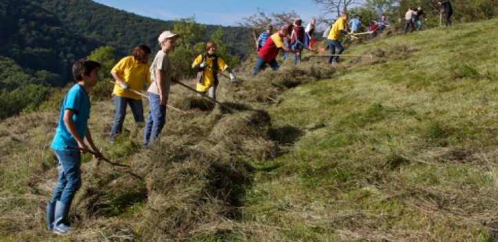 Wiesenputz zum Orchideenschutz