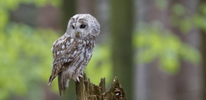 Waldkauz ist „Vogel des Jahres 2017“ 