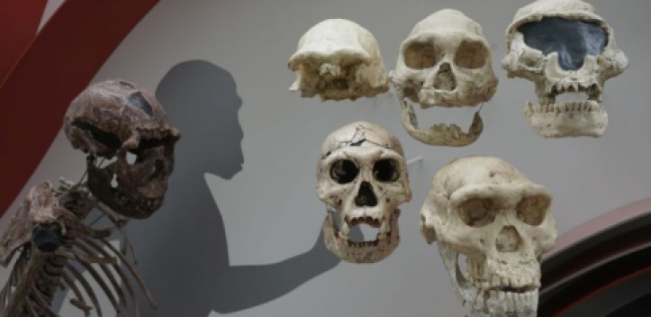 Neue Dauerausstellung zur Menschwerdung