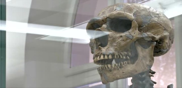 Umgestaltet: Das Phyletische Museum setzte neue  Forschungsergebnisse zur Menschwerdung um