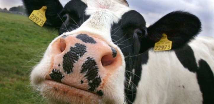 Bürgschaftsprogramm für Thüringer Milchbauern startet