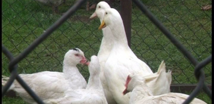 Geflügelpestgefahr: Erweiterung der Restriktionszonen 