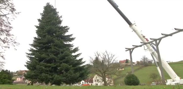 Baum für die Hauptstadt: In St. Gangloff wurde eine große Nordmanntanne verladen