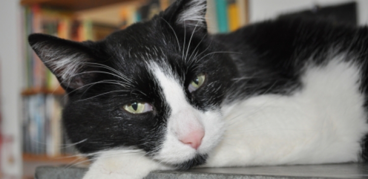 „Tierische Weihnacht“ im Tierheim Gera