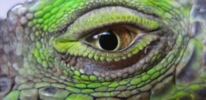 Spinnen&Reptilien-Ausstellung im Sportforum Jena