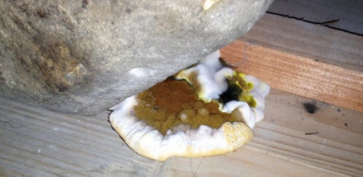 Hausschwamm als Chemiker