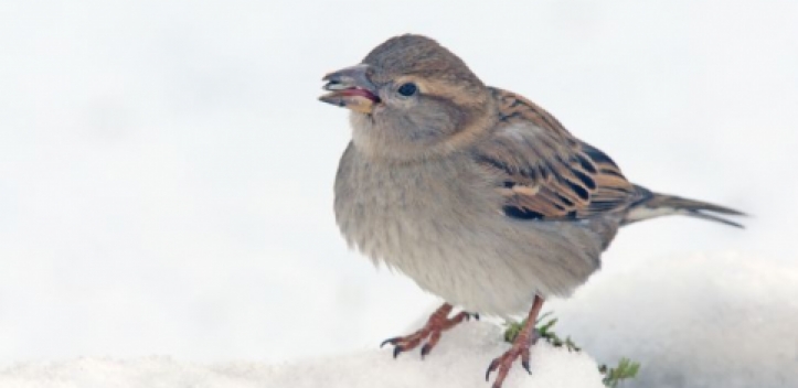 „Stunde der Wintervögel“: Haussperling wieder vorn