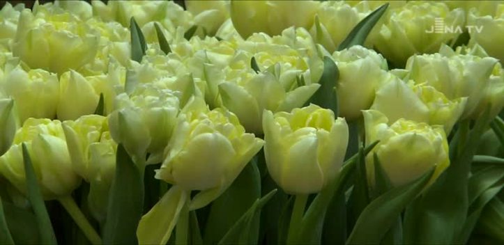 Blütenpracht: In der Goethe Galerie haben Frühlingsgefühle Einzug gehalten