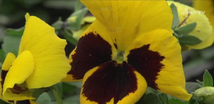 Pflanzenpracht: In der Gärtnerei „Talstein“ wächst die Frühjahrsbegrünung für die Stadt heran