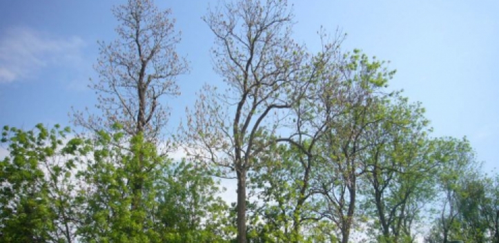 Baum- und Bodenseminar in Jena
