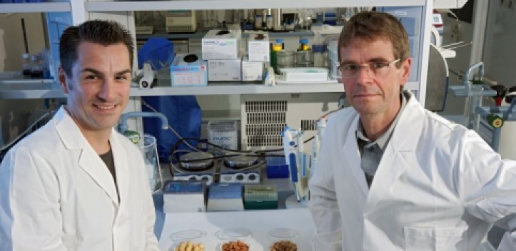 Hafer und Gerste für die Gesundheit  