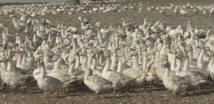 Aufstallungspflicht von Geflügel in Jena und im Saale-Holzland-Kreis aufgehoben