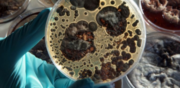 Universität Jena mit drei  Exzellenzcluster-Anträgen