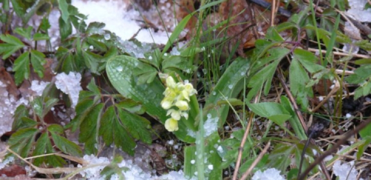 Orchideenführungen des NABU-Kreisverbandes