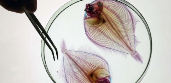 Neue Sonderausstellung im Phyletischen Museum