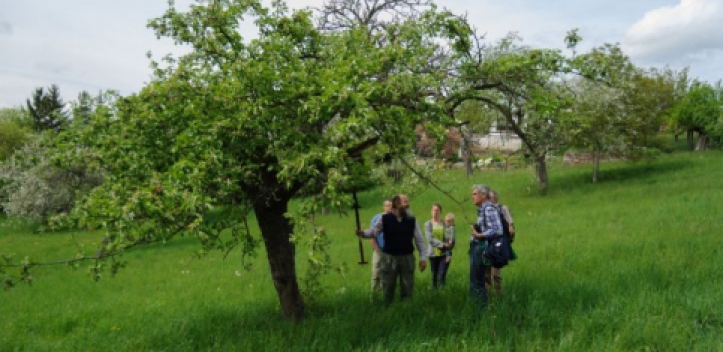 Trüperwiese: Neuer Termin für Obstbaumschnittkurs  