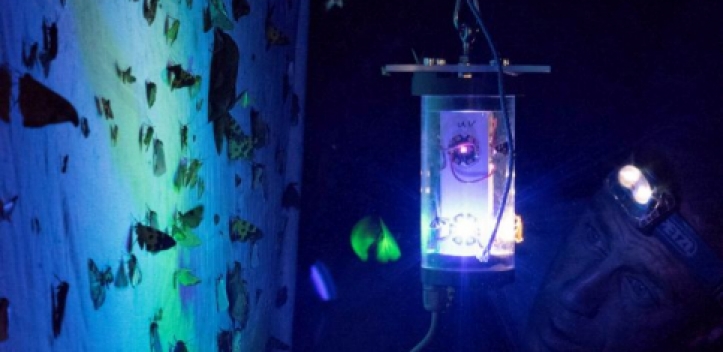 Anziehendes Licht für Motte & Co