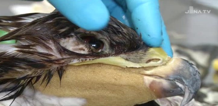 Seltene Gelegenheit: Im Phyletischen Museum wurde ein Steinadler mit großem Aufwand präpariert