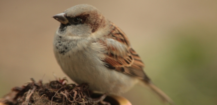 Große Beteiligung bei der „Stunde der Gartenvögel“
