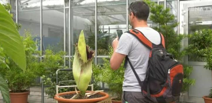 Faszinierendes im MPI: Die Titanenwurz steht nur knapp einen Tag in voller Blüte