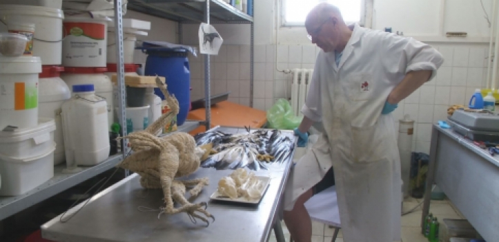 Vortrag zum Steinadler im Phyletischen Museum am Donnerstag