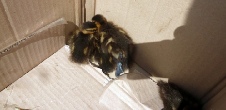 Entenausflug endet auf Autobahn 